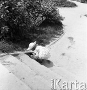 30.06.1954, Lublin, Polska
Dziecko na placu zabaw przy ul. Bohaterów Stalingradu 
Fot. Irena Jarosińska, zbiory Ośrodka KARTA