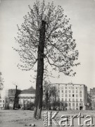 lata 50-te, Warszawa, Polska.
Drzewo na tle budynku Sejmu. 
Fot. Irena Jarosińska, zbiory Ośrodka KARTA.