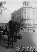 1950-1969, Warszawa, Polska
Koń w zaprzęgu na ul. Krakowskie Przedmieście. W głębi widać Hotel Bristol.
Fot. Irena Jarosińska, zbiory Ośrodka KARTA