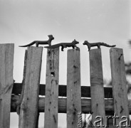 1970, Stara Wieś, woj. lubelskie, Polska.
Rzeźby wykonane przez rzeźbiarza ludowego Feliksa Dutkiewicza.
Fot. Irena Jarosińska, zbiory Ośrodka KARTA