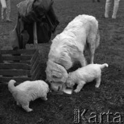 1968, Podhale, Polska.
Wystawa Owczarków Podhalańskich. Na zdjęciu zwycięzca tegorocznej wystawy - pies Dunaj.
Fot. Irena Jarosińska, zbiory Ośrodka KARTA