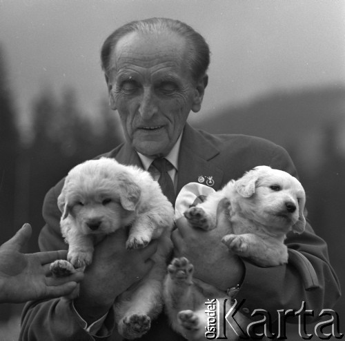 1968, Podhale, Polska.
Wystawa Owczarków Podhalańskich. Mężczyzna trzymający szczeniaki.
Fot. Irena Jarosińska, zbiory Ośrodka KARTA