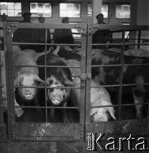 Lata 60., miejsce nieznane, Polska.
Masarnia.
Fot. Irena Jarosińska, zbiory Ośrodka KARTA