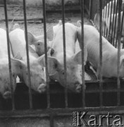 Lata 60., okolice Piotrkowa Trybunalskiego, Polska.
Trzoda chlewna.
Fot. Irena Jarosińska, zbiory Ośrodka KARTA