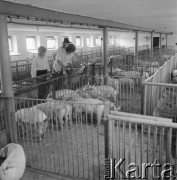 Lata 60., okolice Piotrkowa Trybunalskiego, Polska.
Grupa osób ogląda młode prosiaki w chlewie.
Fot. Irena Jarosińska, zbiory Ośrodka KARTA