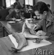 1963, Olsztyn, Polska.
Student Wydziału Rybackiego Wyższej Szkoły Rolniczej podczas ćwiczeń na uczelni.
Fot. Irena Jarosińska, zbiory Ośrodka KARTA