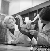 1963, Olsztyn, Polska.
Studentki Wydziału Zootechnicznego Wyższej Szkoły Rolniczej podczas zajęć.
Fot. Irena Jarosińska, zbiory Ośrodka KARTA