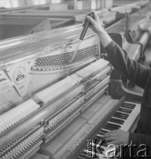 Lata 60., Kalisz, Polska.
Pracownik Fabryki Fortepianów i Pianin „Calisia” podczas strojenia nowego pianina.
Fot. Irena Jarosińska, zbiory Ośrodka KARTA