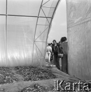 10.09.1974, Skierniewice, Polska.
XIX Międzynarodowy Kongres Ogrodniczy w Instytucie Sadownictwa, n/z uczestnicy zwiedzają Instytut Sadownictwa.
Fot. Irena Jarosińska, zbiory Ośrodka KARTA