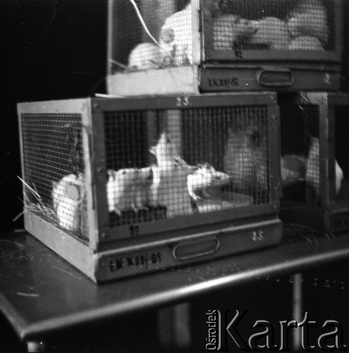 Lata 60., prawdopodobnie Warszawa, Polska.
Fotografie wykonane najprawdopodobniej w Instytucie Biologii Doświadczalnej im. M. Nenckiego PAN, utworzonym w 1918, przy ulicy Ludwika Pasteura 3. Szczury doświadczalne w klatkach.
Fot. Irena Jarosińska, zbiory Ośrodka KARTA