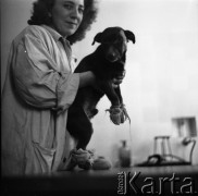 Lata 60., prawdopodobnie Warszawa, Polska.
Fotografia wykonana najprawdopodobniej w Instytucie Biologii Doświadczalnej im. M. Nenckiego PAN, utworzonym w 1918, przy ulicy Ludwika Pasteura 3. Lekarka pokazująca do fotografii psa z zabandażowanymi łapami.
Fot. Irena Jarosińska, zbiory Ośrodka KARTA