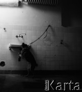 1959, Warszawa, Polska.
Instytut Biologii Doświadczalnej im. M. Nenckiego PAN, n/z pies czekający na badanie.
Fot. Irena Jarosińska, zbiory Fundacji Ośrodka KARTA