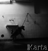 1959, Warszawa, Polska.
Instytut Biologii Doświadczalnej im. M. Nenckiego PAN, n/z pies czekający na badanie.
Fot. Irena Jarosińska, zbiory Fundacji Ośrodka KARTA