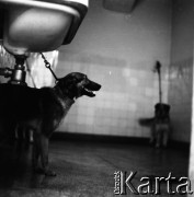 1959, Warszawa, Polska.
Instytut Biologii Doświadczalnej im. M. Nenckiego PAN, n/z psy czekające na badanie.
Fot. Irena Jarosińska, zbiory Fundacji Ośrodka KARTA