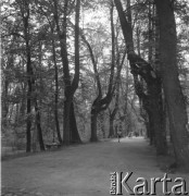 Lata 60., Puławy, Polska.
Zespół pałacowo-parkowy książąt Czartoryskich, ukształtowany na przełomie XVIII i XIX w. wg koncepcji Izabeli ks. Czartoryskiej w stylu krajobrazowym angielskim. Na fotografii aleja parku pałacowego.
Fot. Irena Jarosińska, zbiory Ośrodka KARTA