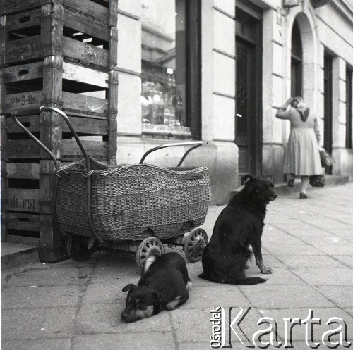 Lata 50., Warszawa, Polska.
Psy przed sklepem przy ul. Krakowskie Przedmieście 59.
Fot. Irena Jarosińska, zbiory Ośrodka KARTA