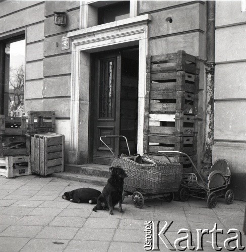 Lata 50., Warszawa, Polska.
Psy przed sklepem przy ul. Krakowskie Przedmieście 59.
Fot. Irena Jarosińska, zbiory Ośrodka KARTA