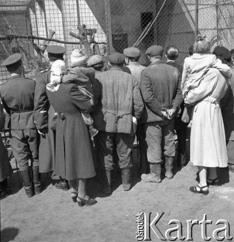 Lata 50., Warszawa, Polska.
Zwiedzający przed klatką z małpami w ogrodzie zoologicznym.
Fot. Irena Jarosińska, zbiory Ośrodka KARTA