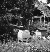 Lata 50., Polska.
Pasieka.
Fot. Irena Jarosińska, zbiory Ośrodka KARTA