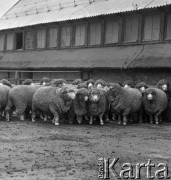 1973-1975, Osowa Sień, woj. zielonogórskie, Polska.
Państwowy Ośrodek Hodowli Zarodowej. Stado zarodowych merynosów polskich. 
Fot. Irena Jarosińska, zbiory Ośrodka KARTA