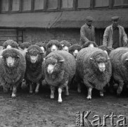 1973-1975, Osowa Sień, woj. zielonogórskie, Polska.
Stado zarodowych merynosów polskich. Z tyłu pracownicy Państwowego Ośrodka Hodowli Zarodowej. 
Fot. Irena Jarosińska, zbiory Ośrodka KARTA