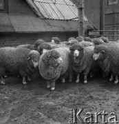 1973-1975, Osowa Sień, woj. zielonogórskie, Polska.
Państwowy Ośrodek Hodowli Zarodowej. Stado zarodowych merynosów polskich. 
Fot. Irena Jarosińska, zbiory Ośrodka KARTA