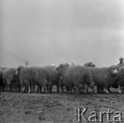 1973-1975, Osowa Sień, woj. zielonogórskie, Polska.
Państwowy Ośrodek Hodowli Zarodowej. Stado zarodowych merynosów polskich. 
Fot. Irena Jarosińska, zbiory Ośrodka KARTA