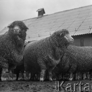 1973-1975, Osowa Sień, woj. zielonogórskie, Polska.
Państwowy Ośrodek Hodowli Zarodowej. Stado zarodowych merynosów polskich. 
Fot. Irena Jarosińska, zbiory Ośrodka KARTA