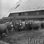 1973-1975, Osowa Sień, woj. zielonogórskie, Polska.
Państwowy Ośrodek Hodowli Zarodowej. Stado zarodowych merynosów polskich. 
Fot. Irena Jarosińska, zbiory Ośrodka KARTA