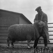 1973-1975, Osowa Sień, woj. zielonogórskie, Polska.
Pracownik Państwowego Ośrodka Hodowli Zarodowej z merynosem polskim.  
Fot. Irena Jarosińska, zbiory Ośrodka KARTA