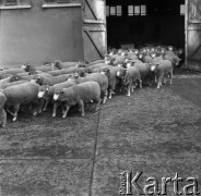 1973-1975, Osowa Sień, woj. zielonogórskie, Polska.
Państwowy Ośrodek Hodowli Zarodowej. Stado zarodowych merynosów polskich wychodzi z owczarni.
Fot. Irena Jarosińska, zbiory Ośrodka KARTA