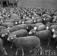 1973-1975, Osowa Sień, woj. zielonogórskie, Polska.
Państwowy Ośrodek Hodowli Zarodowej. Stado zarodowych merynosów polskich. 
Fot. Irena Jarosińska, zbiory Ośrodka KARTA