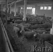 1973-1975, Osowa Sień, woj. zielonogórskie, Polska.
Państwowy Ośrodek Hodowli Zarodowej. Stado zarodowych merynosów polskich w owczarni.
Fot. Irena Jarosińska, zbiory Ośrodka KARTA