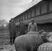 1973-1975, Osowa Sień, woj. zielonogórskie, Polska.
Pracownicy Państwowego Ośrodka Hodowli Zarodowej. Na pierwszym planie merynosy polskie.
Fot. Irena Jarosińska, zbiory Ośrodka KARTA