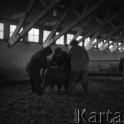 1973-1975, Osowa Sień, woj. zielonogórskie, Polska.
Państwowy Ośrodek Hodowli Zarodowej.
Fot. Irena Jarosińska, zbiory Ośrodka KARTA