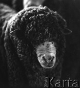 1973-1975, Osowa Sień, woj. zielonogórskie, Polska.
Merynos polski pochodzący z Państwowego Ośrodka Hodowli Zarodowej.
Fot. Irena Jarosińska, zbiory Ośrodka KARTA