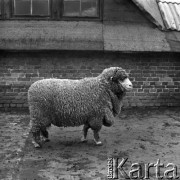 1973-1975, Osowa Sień, woj. zielonogórskie, Polska.
Merynos polski pochodzący z Państwowego Ośrodka Hodowli Zarodowej.
Fot. Irena Jarosińska, zbiory Ośrodka KARTA