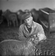 1973-1975, Osowa Sień, woj. zielonogórskie, Polska.
Państwowy Ośrodek Hodowli Zarodowej. Pracownik trzyma ostrzyżonego merynosa polskiego.
Fot. Irena Jarosińska, zbiory Ośrodka KARTA