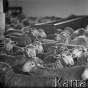 1973-1975, Osowa Sień, woj. zielonogórskie, Polska.
Stado ostrzyżonych merynosów polskich z Państwowego Ośrodka Hodowli Zarodowej.
Fot. Irena Jarosińska, zbiory Ośrodka KARTA