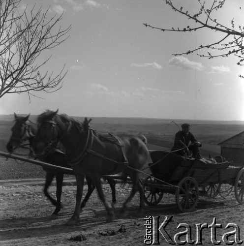 Lata 50. lub 60., okolice Krakowa, Polska.
Mężczyzna jedzie na wozie zaprzęgniętym w dwa konie.
Fot. Irena Jarosińska, zbiory Ośrodka KARTA