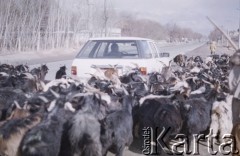 1992, Kabul, prowincja Kabul, Afganistan.
Pasterz prowadzi drogą stado kóz.
Fot. Irena Jarosińska, zbiory Ośrodka KARTA