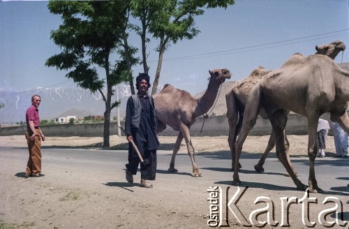 1992, Kabul, prowincja Kabul, Afganistan.
Mężczyzna prowadzi stado dromaderów. Za drogą, na horyzoncie widoczne szczyty Hindukuszu.
Fot. Irena Jarosińska, zbiory Ośrodka KARTA