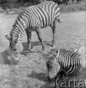 1976, Warszawa, Polska.
Zebry w Ogrodzie Zoologicznym.
Fot. Irena Jarosińska, zbiory Ośrodka KARTA