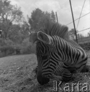 1976, Warszawa, Polska.
Ogród Zoologiczny. Młoda zebra.
Fot. Irena Jarosińska, zbiory Ośrodka KARTA