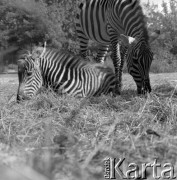 1976, Warszawa, Polska.
Zebry w Ogrodzie Zoologicznym.
Fot. Irena Jarosińska, zbiory Ośrodka KARTA