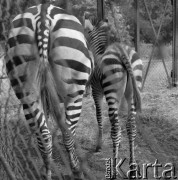 1976, Warszawa, Polska.
Zebry w Ogrodzie Zoologicznym.
Fot. Irena Jarosińska, zbiory Ośrodka KARTA