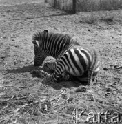 1976, Warszawa, Polska.
Młoda zebra w Ogrodzie Zoologicznym.
Fot. Irena Jarosińska, zbiory Ośrodka KARTA