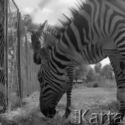 1976, Warszawa, Polska.
Zebry w Ogrodzie Zoologicznym.
Fot. Irena Jarosińska, zbiory Ośrodka KARTA