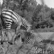 1976, Warszawa, Polska.
Zebry w Ogrodzie Zoologicznym.
Fot. Irena Jarosińska, zbiory Ośrodka KARTA