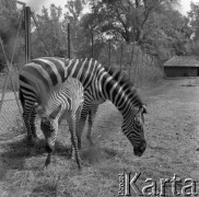 1976, Warszawa, Polska.
Zebry w Ogrodzie Zoologicznym.
Fot. Irena Jarosińska, zbiory Ośrodka KARTA